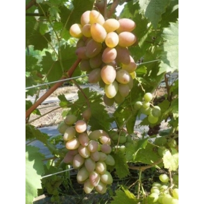 Winorośl, winogron wczesny wielkoowocowy TIMUR art. nr 245 różowy